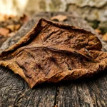 Rokas atklāj vecumu ātrāk nekā seja rokas-atklaj-vecumu-atrak-neka-seja.webp.webp